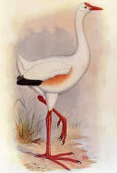 Ábra