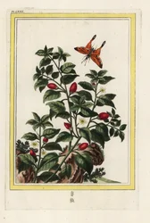 India Bors. Bors, Capsicum annuum. Kézi metszet Pierre Joseph Buchoz "Értékes és illuminált gyűjtemény a legszebb és legkülönösebb virágokról, amelyeket mind a kínai, mind az európai kertekben termesztenek, Párizsban.