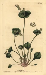 Indiai saláta, Perfoliate claytonia, Claytonia perfoliata