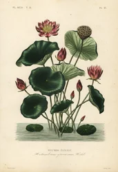 Indiai lótusz, Nelumbo nucifera, Nelumbium speciosum, Nelumbo elegantus