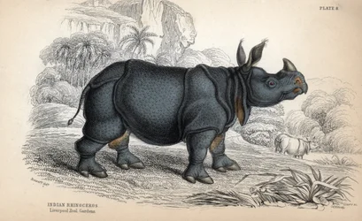 Indiai orrszarvú (Rhinoceros unicornis vagy indicus), veszélyeztetett faj. William Lizars rézmetszete James Stewart rajza alapján, megjelent a Naturalist Library: Mammals, pachyderms and quadrupedes with fine skin, edited by W. H. Lizar című kötetben.