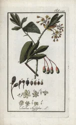 Irokéz babér (Sassafras albidum). Litográfia Johannes Zorn (1739-1799) "Afbeelding der Artseny-Gewassen" című művéből, Hollandia.