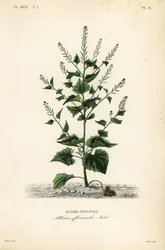 sövény- vagy fokhagymás mustár, Alliaria petiolata, Alliaria officinalis, Alliaire officinale