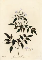 Jázmin, Jasminum officinale. 1805 (metszet)