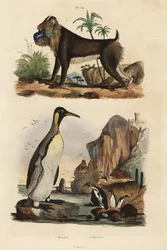 Királypingvin, Aptenodytes patagonicus 1 és mandrill, Mandrillus szfinx, sebezhető, 2