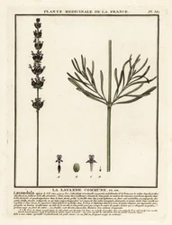 Levendula, Lavandula angustifolia.