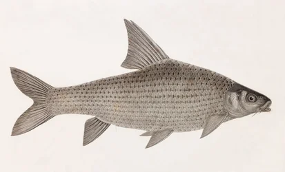 A Cyprin