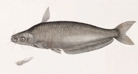 A Schilbe harcsa