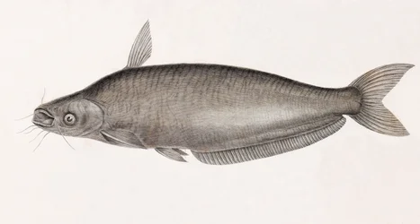 A Schilbe harcsa