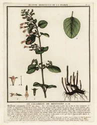 Kis tintahal, Clinopodium nepeta.