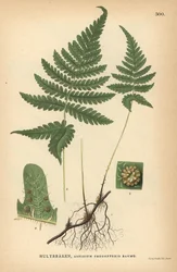 Hosszú bükkös páfrány, Phegopteris connectilis