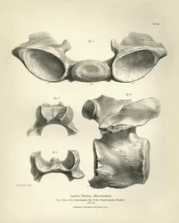 A Macrauchenia, egy őskori állat ágyékcsigolyája, amelyet Charles Darwin talált a Beagle fedélzetén tett felfedezőútja során. A H.M.S. Beagle Fitzroy kapitány parancsnoksága alatt 1832 és 1836 között tett útjának zoológiája, szerkesztve és felügyelve.