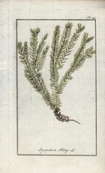 Lycopod a klubokban vagy a hivatalos lycopod (Lycopodium clavatum). Litográfia Johannes Zorn (1739-1799) "Afbeelding der Artseny-Gewassen" című művéből, Hollandia.