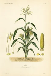 Kukorica vagy kukorica, Zea mays, Mais