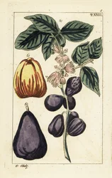 Maláj alma, Syzygium malaccense.