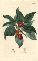Hím kutyafa, gyümölcsös ág. Illusztráció: C. Curtis, metszet: Weddell. Eau forte a The Curtis Botanical Magazine-ban, írta Samuel Curtis