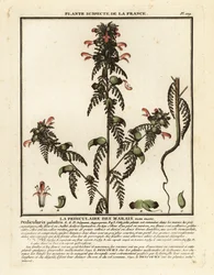 Mocsári tetű, Pedicularis palustris.