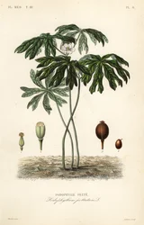Mayapple vagy amerikai mandragóra, Podophyllum peltatum, Podophylle pelte