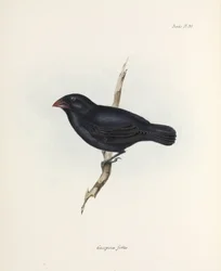 Medium Ground Finch, Galápagos-szigetek, c 1832-1836
