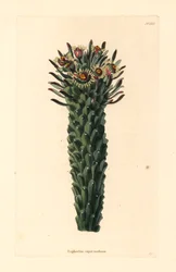 Medúza fej, Euphorbia caput-medusae. George Cooke kézzel készített rézmetszete Conrad Loddiges botanikai kabinetjéből, Hackney, kézzel színezett rézmetszet.