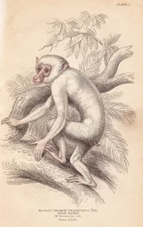 Mór makákó, Macaca maura (Macacus maimon brachyurus). Fehér maimon, amelyet albínó fiatal egyednek véltek. Lizars kézzel színezett acélmetszete Charles Hamilton Smith illusztrációja nyomán, William Jardine „Naturalist