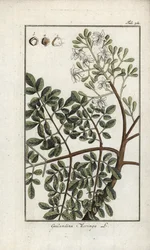 Moringa (Moringa oleifera). Litográfia Johannes Zorn (1739-1799) "Afbeelding der Artseny-Gewassen" című művéből, Hollandia.