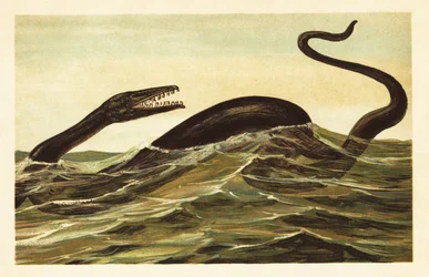 Mosasaurus hoffmannii, kihalt vízi hüllő.1908 (litográfia)