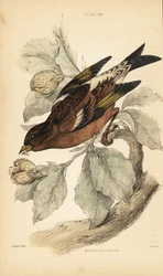 Hegyi pinty, Fringilla montifringilla.1889 (metszet)