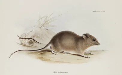 Egér, Galápagos-szigetek, c 1832-1836