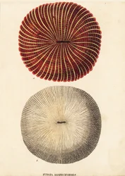 Gombakorall, Fungia fungites (Fungia agariciformis). Kézzel színezett acélmetszet Georg Friedrich Treitschke természetrajzi galériájából, Naturhistorischer Bildersaal des Thierreiches, Liepzig-1842.