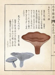 Gombák: akahatsu lacatire és fehér shirohatsudake - Kanen Iwasaki (1786-1842) japán metszete, a Honzo Zufu, gyógynövények illusztrációs kalauzából.