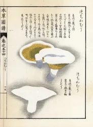 Gombák: tejbors - Kanen Iwasaki (1786-1842) japán metszete, a Honzo Zufu, gyógynövények illusztrációs kalauzából.