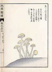 Gombák: shimeji ashitaka - Kanen Iwasaki (1786-1842) japán metszete, Honzo Zufu, illusztrációs útmutató a gyógynövényekhez című kötetből.
