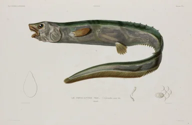 Natacanthus nasus, Izland, 19. század eleje