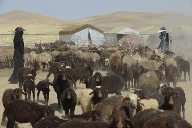 Nomád sátrak Tamar és Ashkhaneh között, Irán 2022 (fényképezés)
