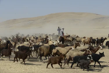 Nomád sátrak Tamar és Ashkhaneh között, Irán 2022 (fényképezés)