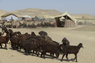 Nomád sátrak Tamar és Ashkhaneh között, Irán 2022 (fényképezés)