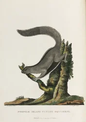 „Norfolk Island Flying Squirrel”, Ausztrália, 1788