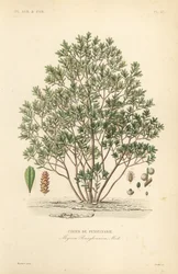 Északi babérbogyó, Myrica pensylvanica, cirier de pensylivanie