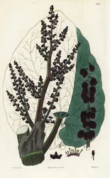 Hivatali rebarbara, Southern Rheum. Weddell kézi rézmetszete Edward Dalton Smith botanikai illusztrációja után Robert Sweet The British Flower Garden című művéből, Ridgeway, London.