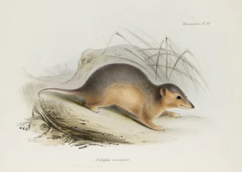 Peru, c 1832-1836