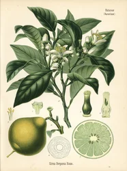 Narancs bergamott, Citrus bergamia. Kromolitográfia Hermann Adolph Koehler Gyógynövények című, Gustav Pabst által szerkesztett művének botanikai illusztrációja után, Koehler, Németország.