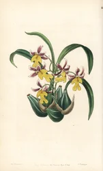 Oncidium orchidea fajta - Oncidium ghiesbreghtianum orchidea (Mr. Warner