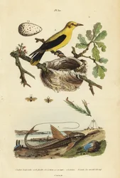 Oriole feketerigó, Gymnomystax mexicanus, fészek és tojások 3, csokoládé loricarid páncélharcsa, Loricaria cataphracta 2 és fenyőfűrészlegy, Neodiprion sertifer 1