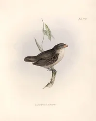 Ornitológia: Charles Darwin (1809-1882) által a Beagle fedélzetén végzett expedíciója során megfigyelt járókelő madár leírása: "Camarhynchus psittaculus vagy Geospize psittacin". Tábla a "The zoology of the voyage of H.M.S. Beagle. Repülés. III, Leírt mada