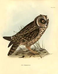 Ornitológia: Charles DarWin (1809-1882) által a Beagle fedélzetén végzett expedíciója során leírt galápagosi bagoly: "Otus Galapagoensis". Tábla a "John Gould által leírt madarak, Charles Darwin megfigyeléseivel szokásaikról" című könyvből.