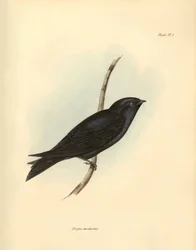 Ornitológia: A fecskefélék családjába tartozó "Progne modestus", amelyet Charles Darwin írt le a Beagle fedélzetén tett expedíciója során. Tábla a "The zoology of the voyage of H.M.S. Beagle. Repülés. III, A John Gould által leírt madarak, szokásaikról szó