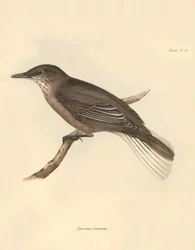 Ornitológia: Charles Darwin által a Beagle fedélzetén tett felfedezőútja során leírt "Agriornis leucurus". Tábla a "The Zoology of the voyage of the H.M.S. Beagle under the command of Captain Fitzroy during the years 1832 to 1836 edited and supervi