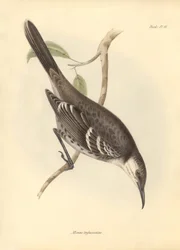 Ornitológia: Charles Darwin a Beagle fedélzetén tett felfedezőútja során leírt "Mimus trifasciatus" a gúnyolódók családjából. Tábla a "The Zoology of the voyage of the H.M.S. Beagle under the command of Captain Fitzroy during the years 1832 to 1" című köny
