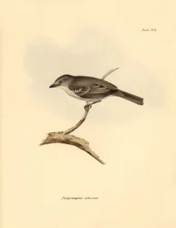 Ornitológia: A bükkfélék családjába tartozó "Pachyramphus albescens", amelyet Charles Darwin írt le a Beagle fedélzetén tett felfedezőútja során. Tábla a "The Zoology of the voyage of the H.M.S. Beagle under the command of Captain Fitzroy during the years 